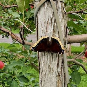 Meet your Posher, Flora